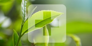 Elmstock - Stories of Tea