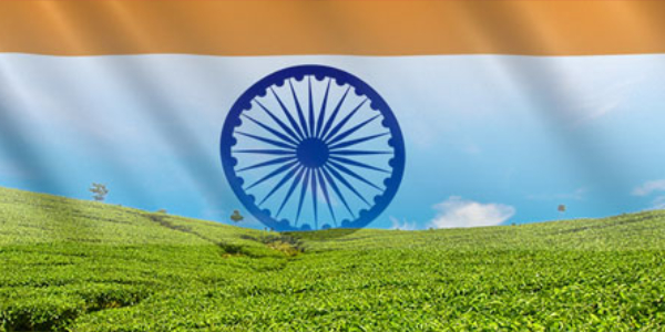 Elmstock - Stories of Tea